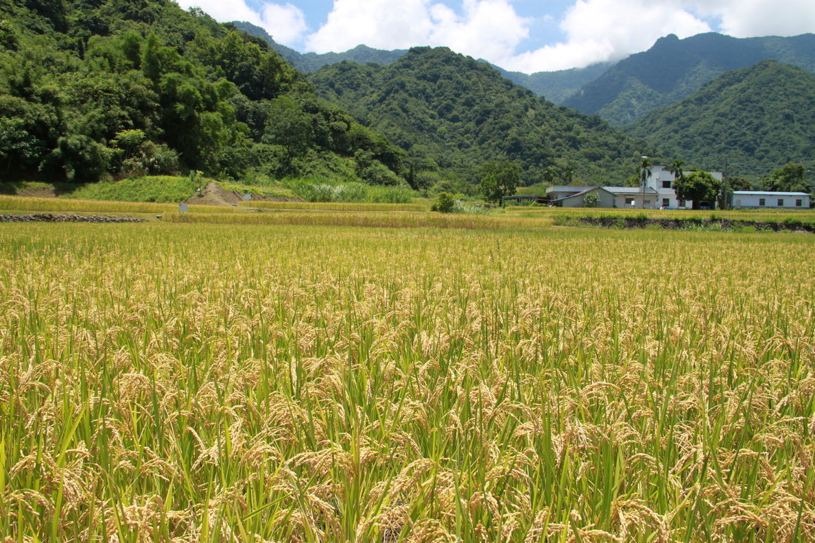 Hualien District Agricultural Research and Extension Station, Ministry of Agriculture