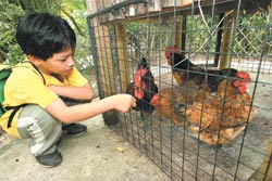 A kid plays with chickens at the Taipei City Zoo yesterday while the world is trying to fight the deadly avian flu./RICK YI, TAIWAN NEWS