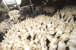 A worker uses a stick to drive ducks from a truck into the Taipei Poultry Market 