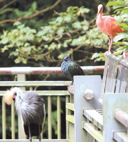 Birds in Taipei Zoo