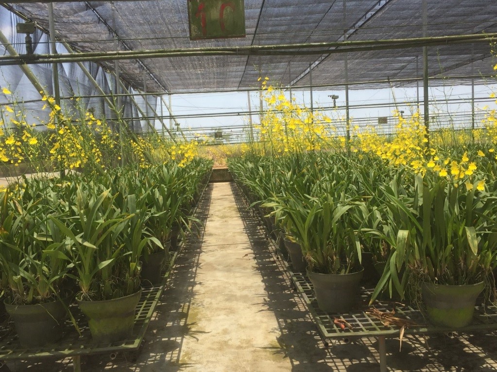 Taiwan can develop New Southbound markets smoothly for Oncidium orchid cut flowers by strengthening management against harmful pests and strengthening product traceability mechanisms.
