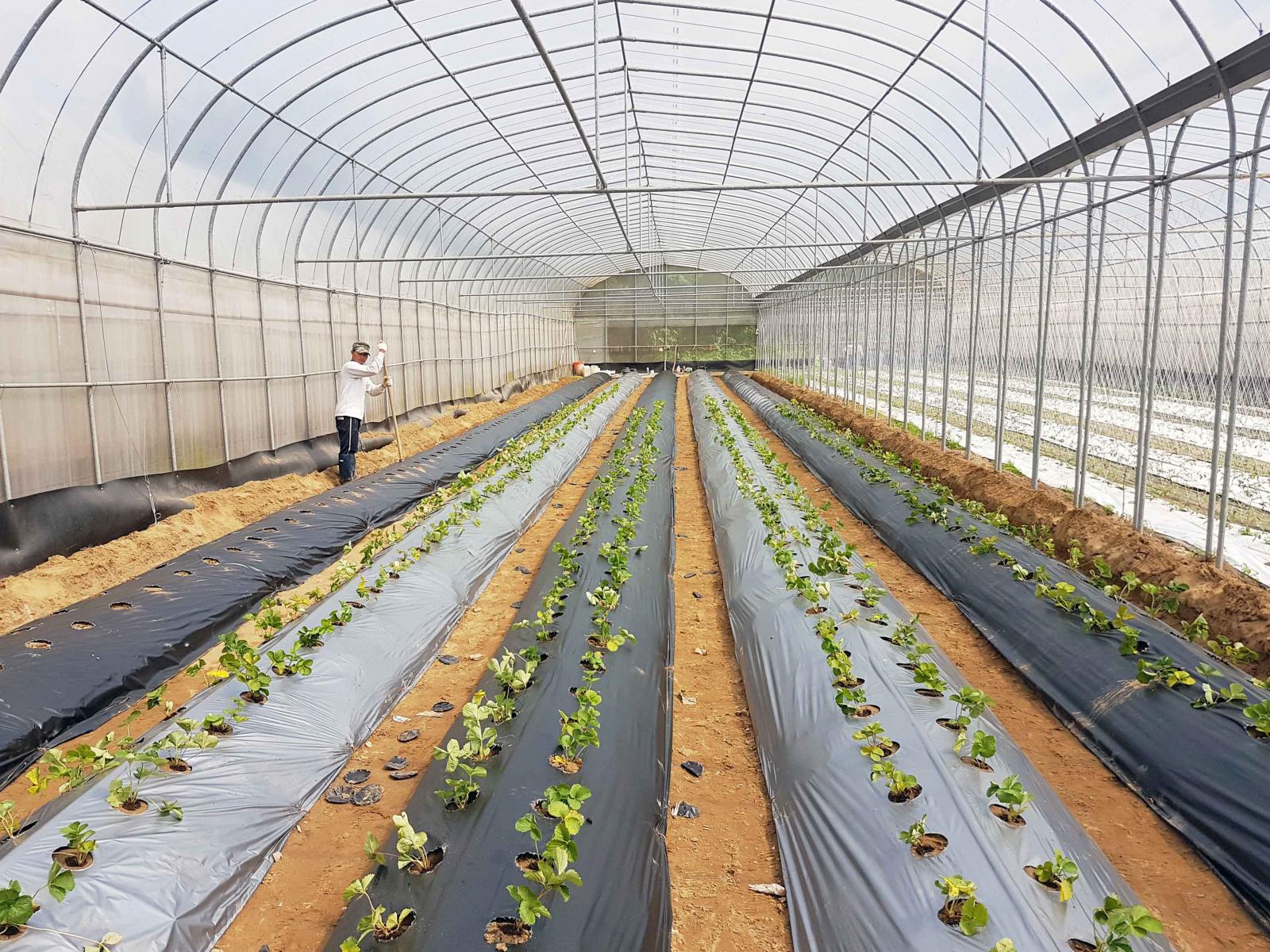Farmers make use of biodegradable agricultural film in the PE-house. 