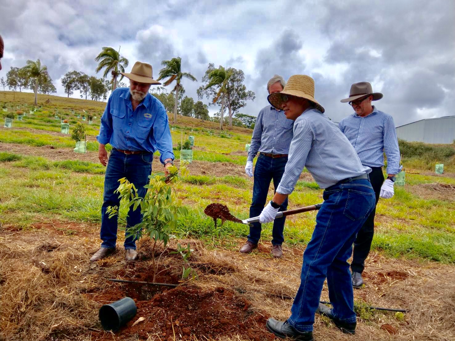 COA Deputy Minister Chen Junne-jih uses a shovel to plant a lychee seedling.