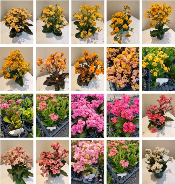 The AgTech Program has created more than 20 new varieties of kalanchoe.