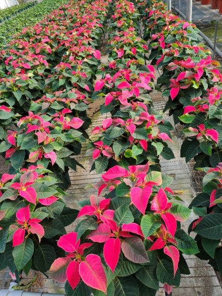 New variety of poinsettia named ‘ROSE STAR’.