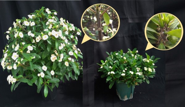 Comparison of the ‘SNOW EMPRESS’, thornless diploid offspring resulted from interspecific hybridization (left, applied for plant variety protection), and other variety named ‘HEKTOR’  (right).