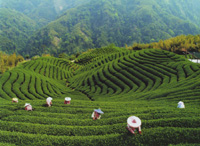 photo of Taiwan tea