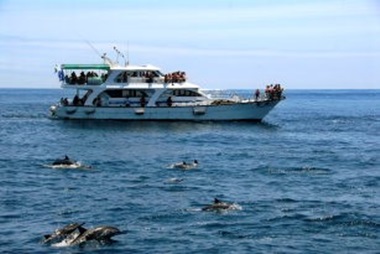 Whale watching on leisure fishing boats.