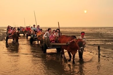 Families enjoying an ox-drawn cart ride on the way to harvest oyster. 