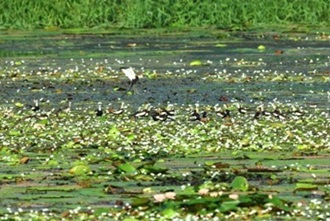 Successful jacana restoration at Pheasant-tailed Jacana Ecological Park.