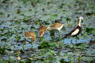 Pheasant-tailed jacana foraging with her offspring.