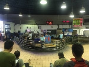 Pig auction in Taoyuan Meat Market.