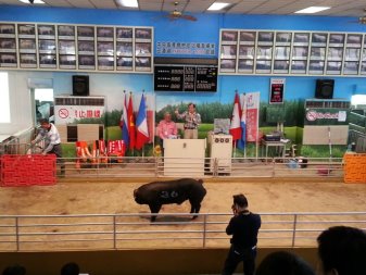 Central Government officials conduct breeding pig verification and auction.