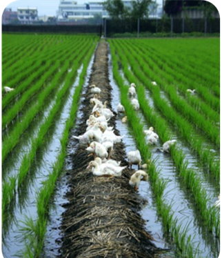 Picture 4: Free-range duck is friendly to the farm environment.