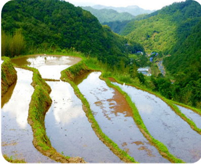 Picture 6: Rice terraces wait to be planted in early spring.