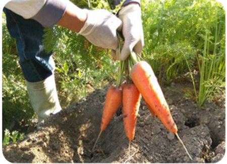 Picture 7: Beautiful green-conservation carrots.