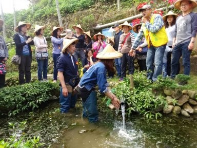 Picture 6: Groups of people often pay visits to Yixin Community to learn about successful experiences of fish-crop co-existence.