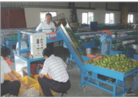 Automatic fruit grading and packing machine.