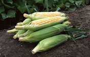 Sweet Corn