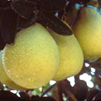 Pomelo