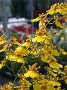 Oncidium