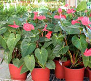 Anthurium