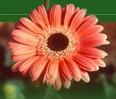 Chrysanthemum