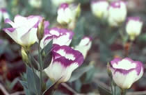 Lisianthus 